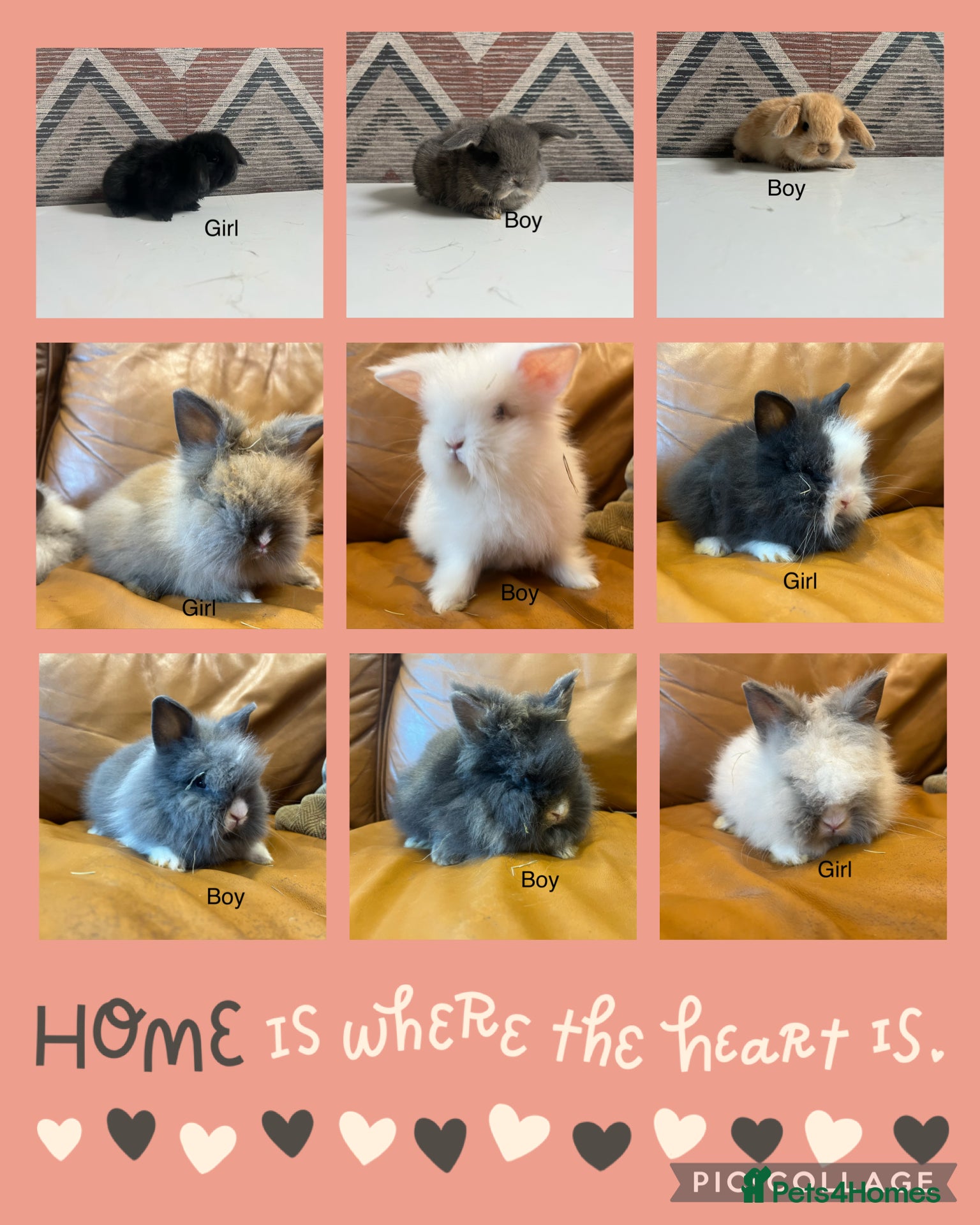 Lionhead rabbits mini double maned lionheads and mini lops  - Advert 1