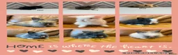 Lionhead rabbits for sale: mini double maned lionheads and mini lops  - Advert 3
