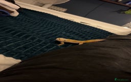 Leopard Gecko reptiles for sale: Tangerine Leopard gecko - Image 2