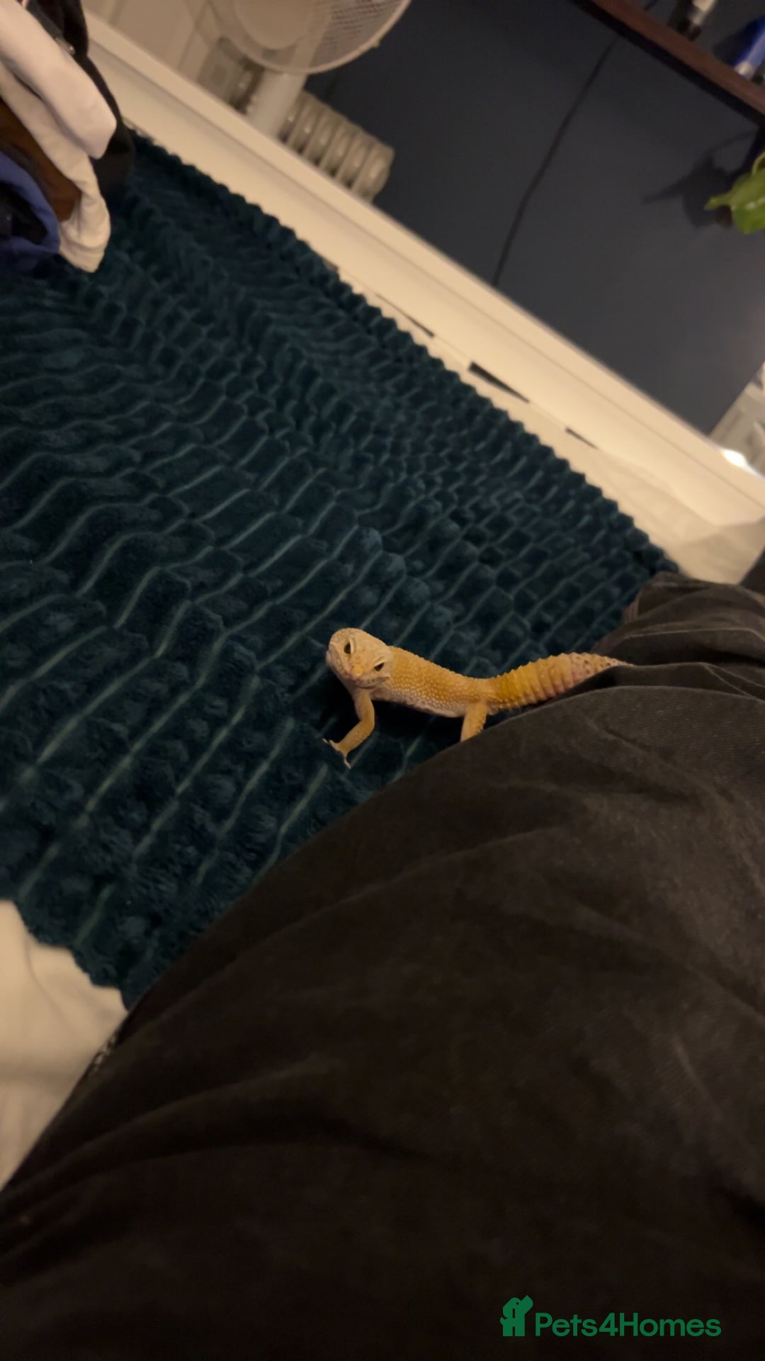 Leopard Gecko reptiles for sale: Tangerine Leopard gecko - Image 2