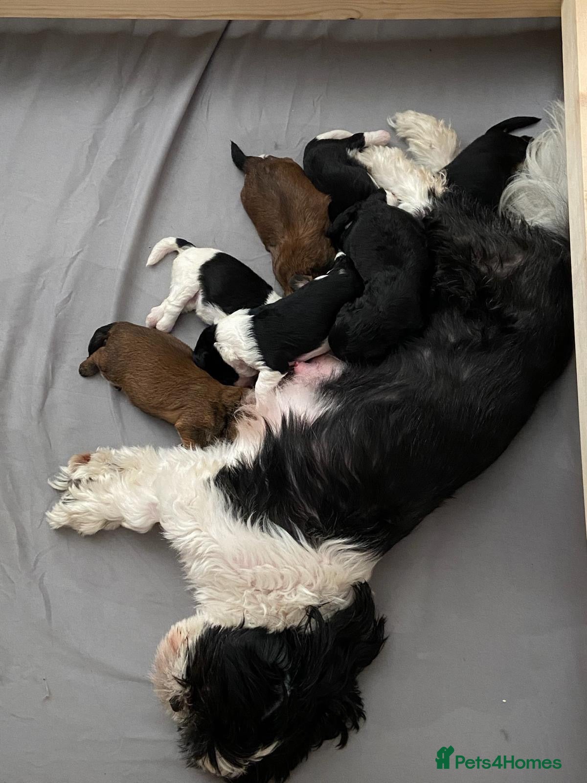 Mixed Breed dogs Shihpoo - Advert 2