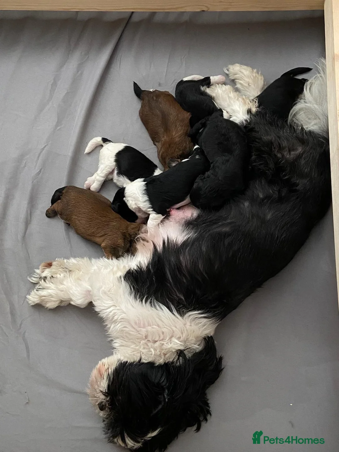Mixed Breed dogs for sale: Shihpoo - Advert 2