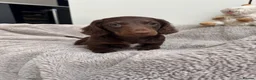 Miniature Dachshund dogs for sale: Miniature dachshund  - Advert 4