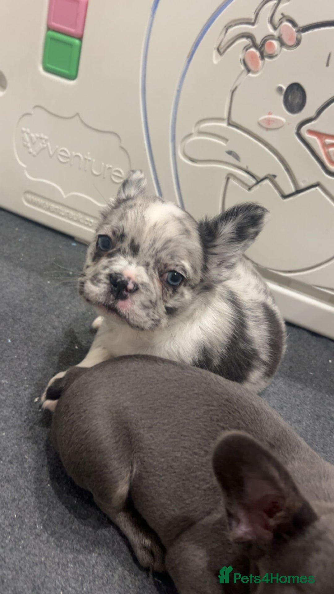 French Bulldog dogs for sale: Two, 10 Week Fluffy French Bulldogs  - Advert 21