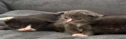 British Longhair cats for sale: 5 adorable kittens  - Advert 16