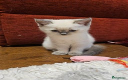 Scottish Fold cats for sale: 😻SF pedigree TICA 😸 READY TO LEAVE😸 - Image 22