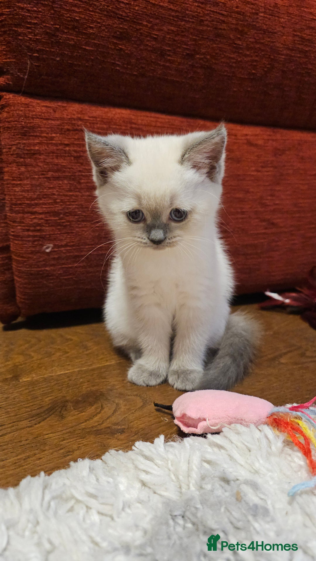 Scottish Fold cats for sale: 😻SF pedigree TICA 😸 READY TO LEAVE😸 - Image 22