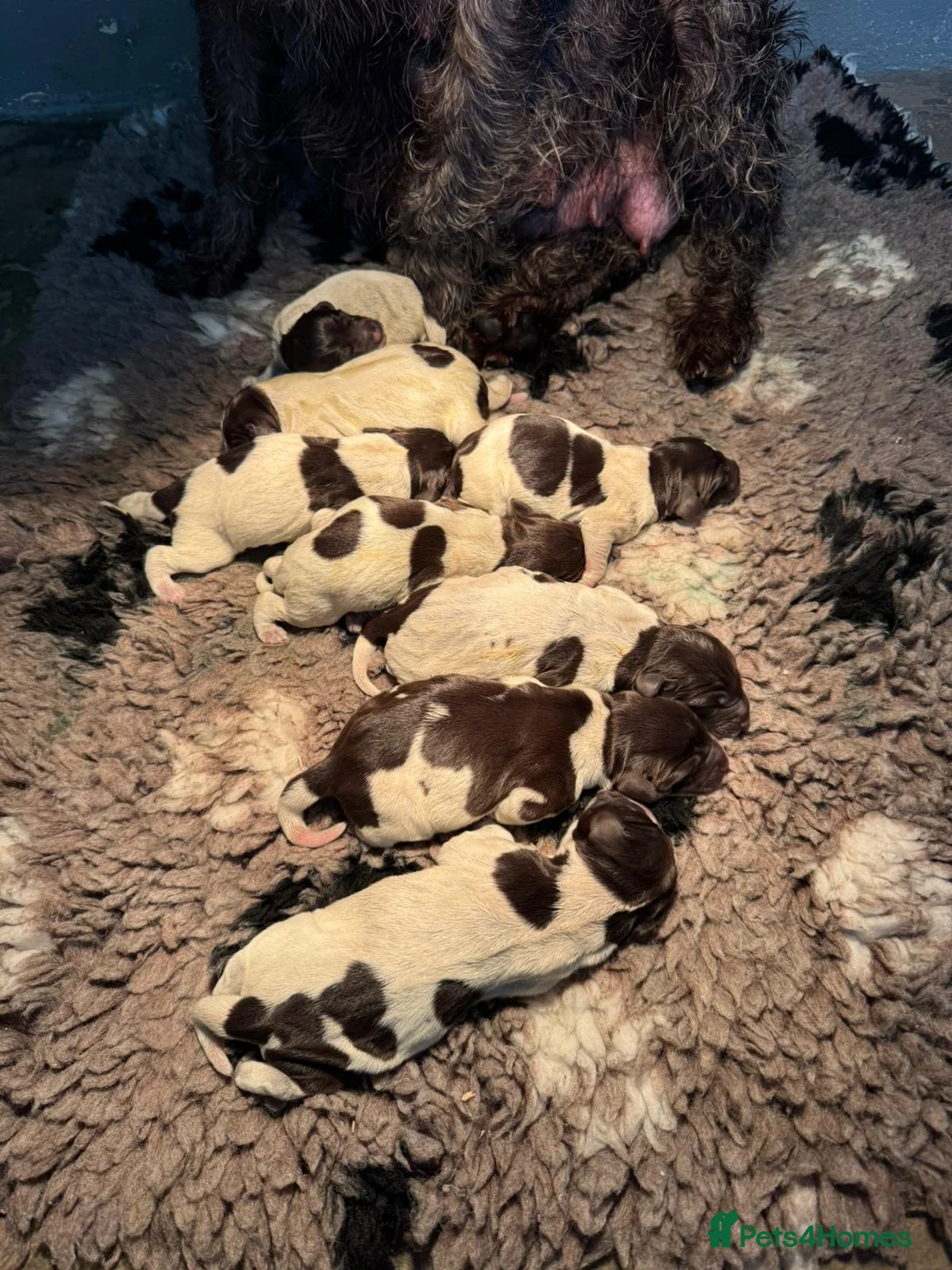 German Wirehaired Pointer dogs for sale: Gorgeous German Wire Haired Pointer Pups - Advert 2