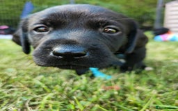 Labrador Retriever dogs for sale: Carefully & selectively bred, versatile pets, FTCH - Image 12