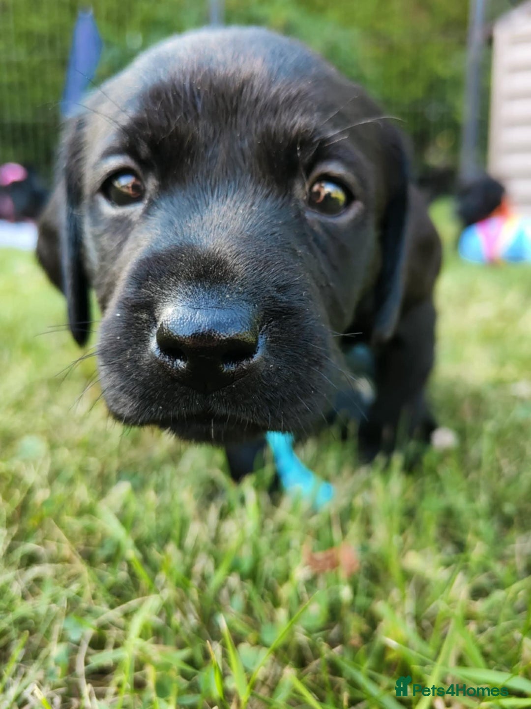 Labrador Retriever dogs for sale: Carefully & selectively bred, versatile pets, FTCH - Image 12
