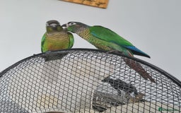 Conures birds for sale: Green Cheek Conure  - Image 7