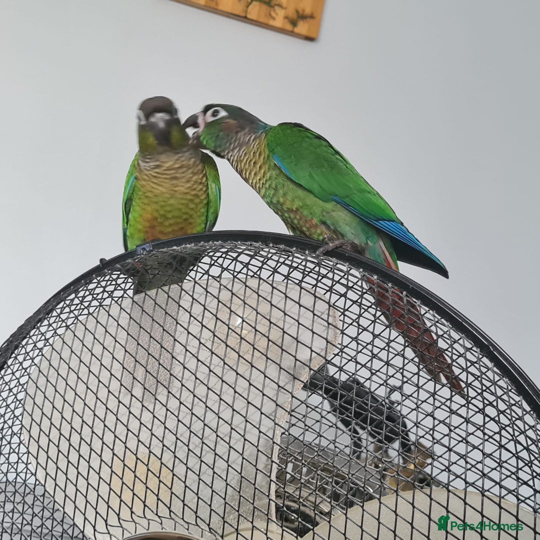 Conures birds for sale: Green Cheek Conure  - Image 7