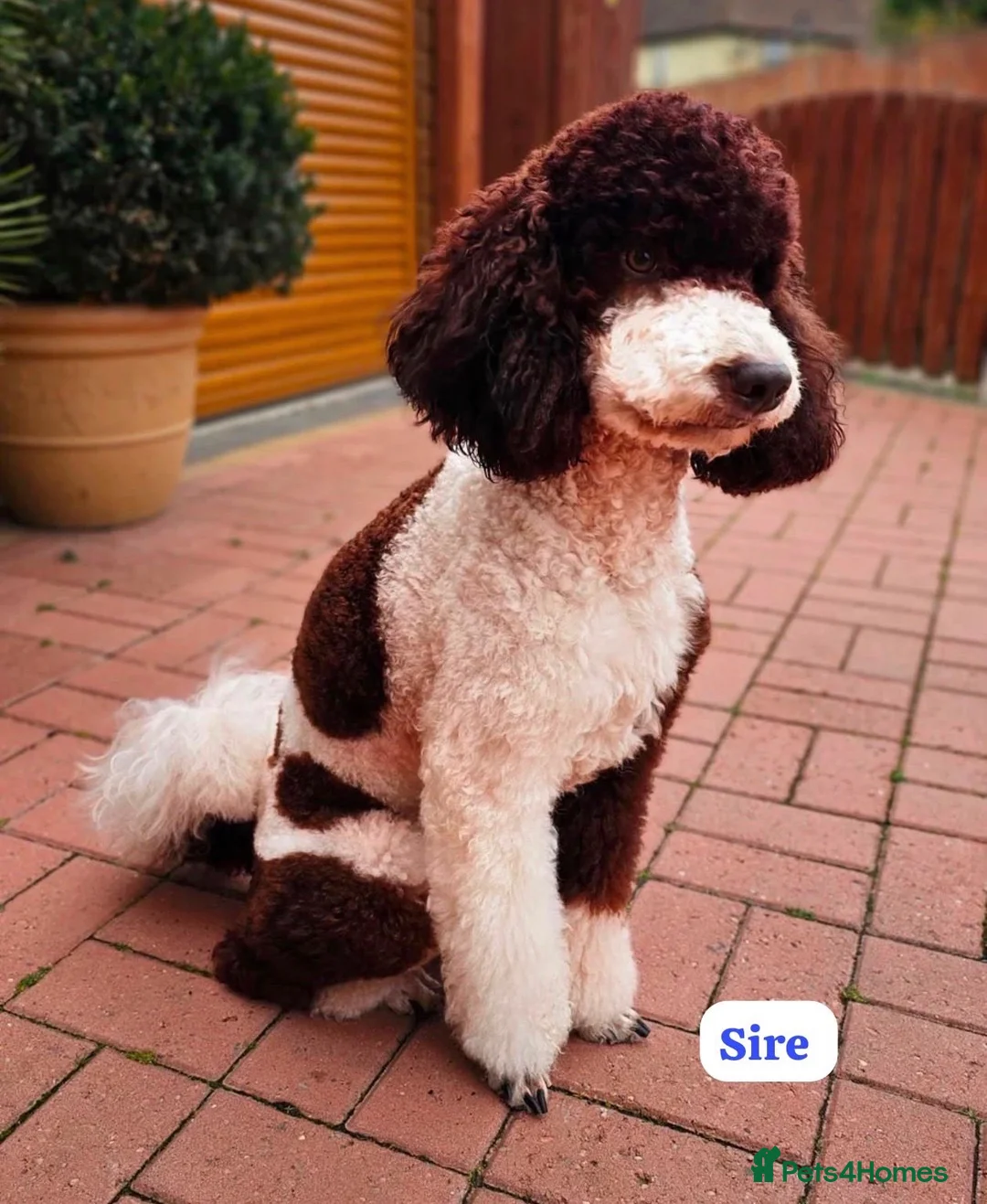 Labradoodle dogs for sale: ** RARE CHOC-PHANTOM MERLE/PARTI F1B LABRADOODLES - Advert 17