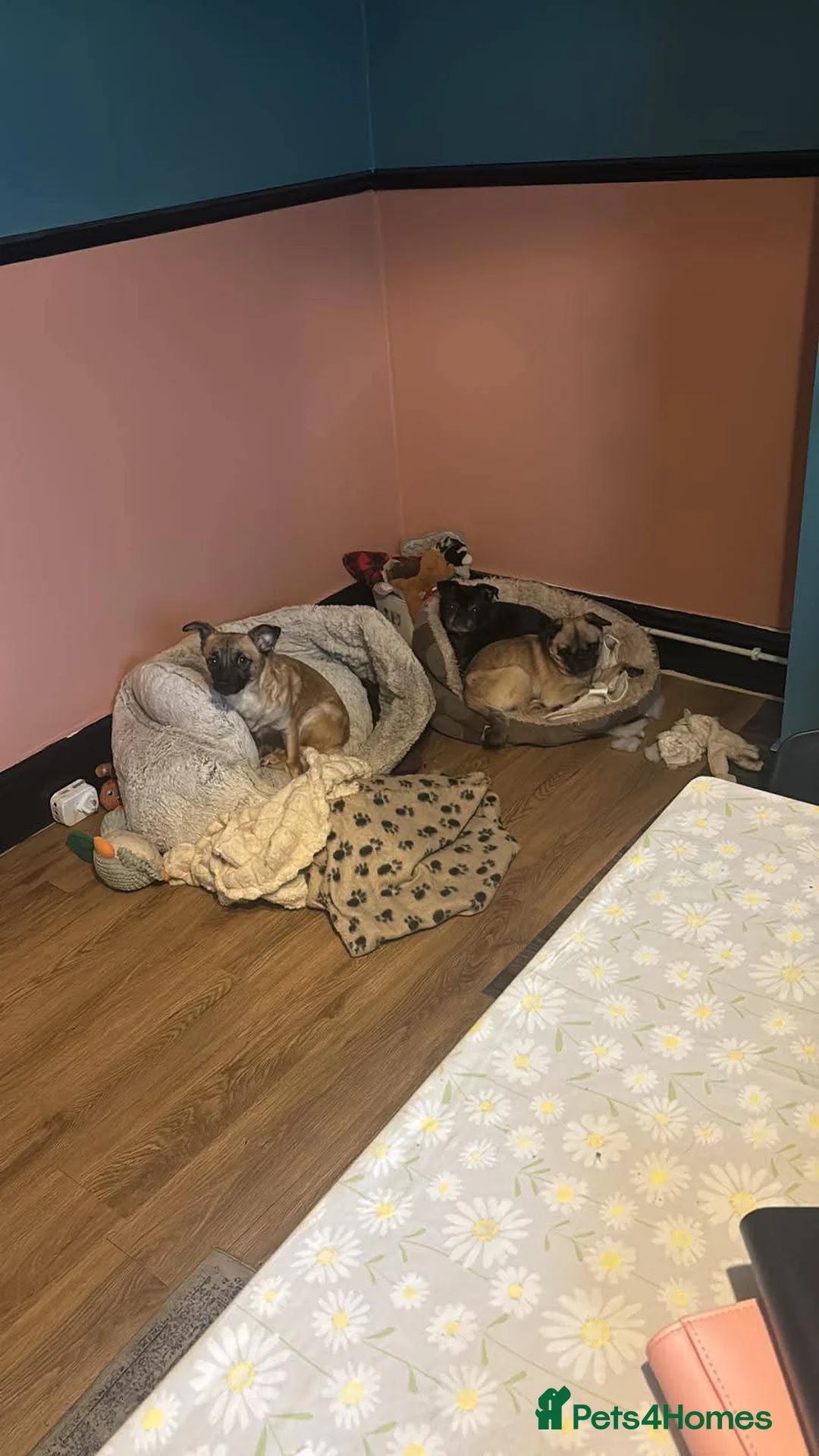 Mixed Breed dogs for adoption: Meet Foxy, currently residing in Barnsley  - Advert 8