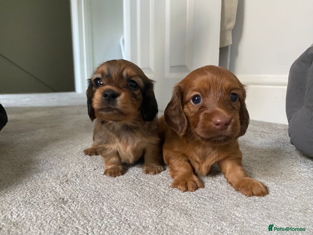 Miniature Dachshund dogs for sale: Gorgeous Long Haired Miniature Dachshund puppies!  - Image 2