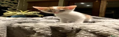 Kitten 4