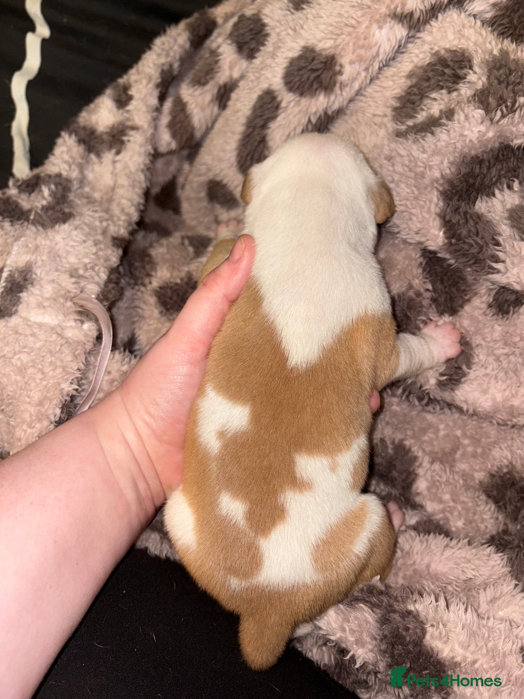 Mixed Breed dogs for sale: Staffy x American bulldog mixed breed  - Advert 7