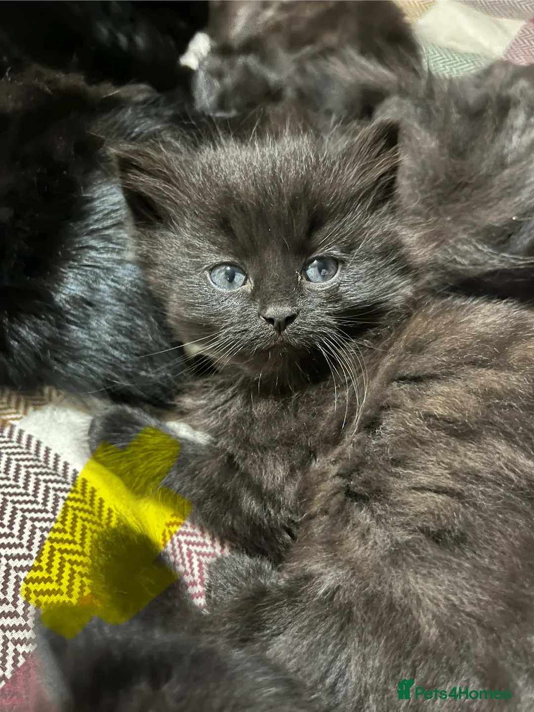 Mixed Breed cats for sale: Black kittens  - Advert 1