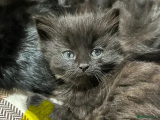 Mixed Breed cats Black kittens - Advert 2