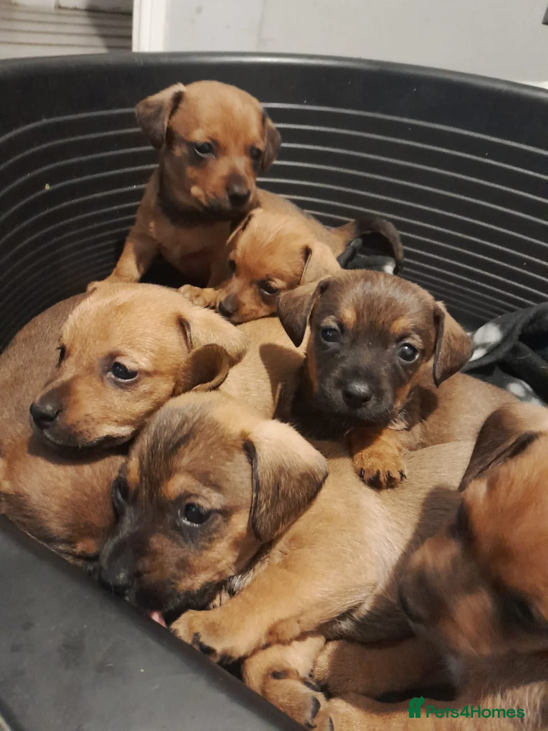 Mixed Breed dogs for sale: Cairn terriers - Advert 12