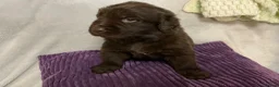 Newfoundland dogs for sale: Newfoundland puppies in Haverfordwest - Advert 5