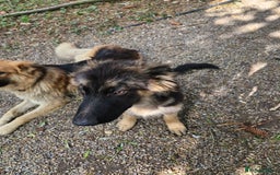 German Shepherd dogs for sale: Female german shepard for sale - Image 8