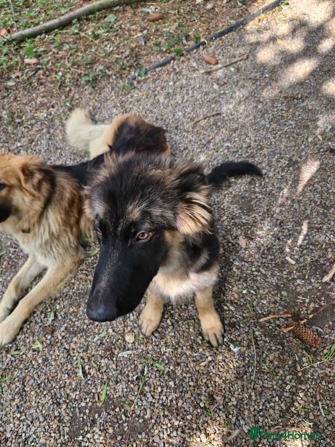 German Shepherd dogs for sale: Female german shepard for sale - Image 8
