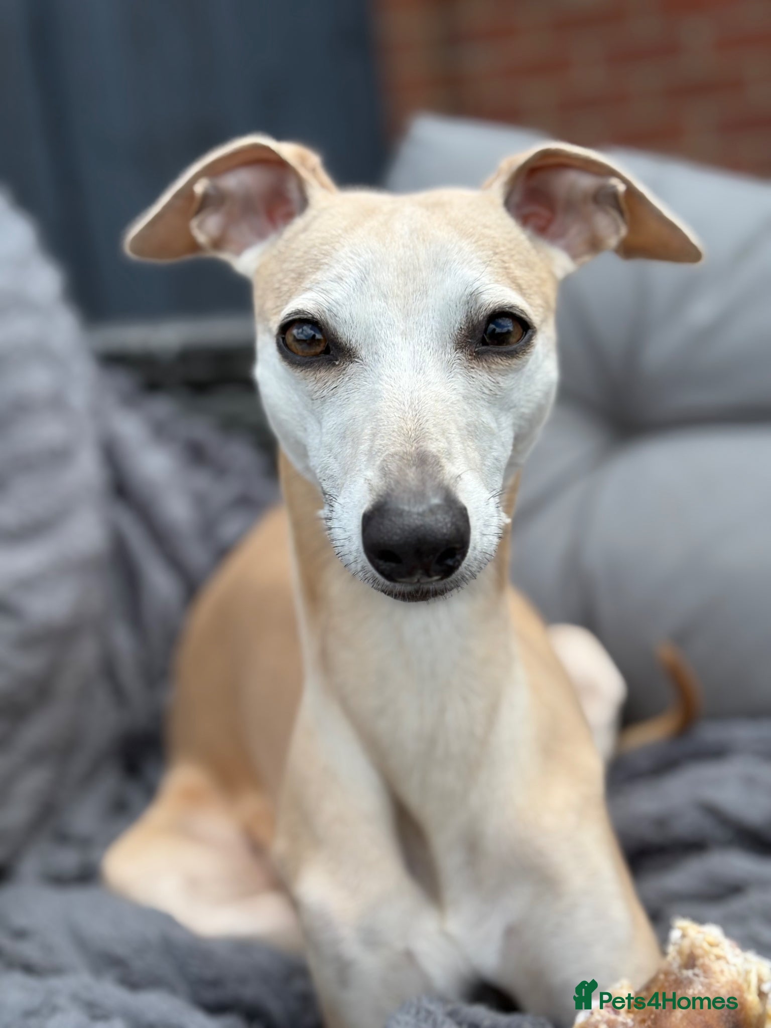 Mixed Breed dogs 3/4 Italian greyhound 1/4 whippet puppies  - Advert 1
