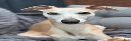 Mixed Breed dogs for sale: 3/4 Italian greyhound 1/4 whippet puppies  - Advert 1