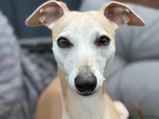 Mixed Breed dogs 3/4 Italian greyhound 1/4 whippet puppies - Advert 1