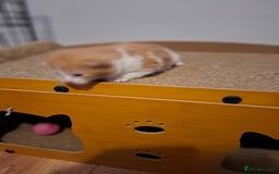 Mixed Breed cats for sale: Beautiful kittens - Advert 8