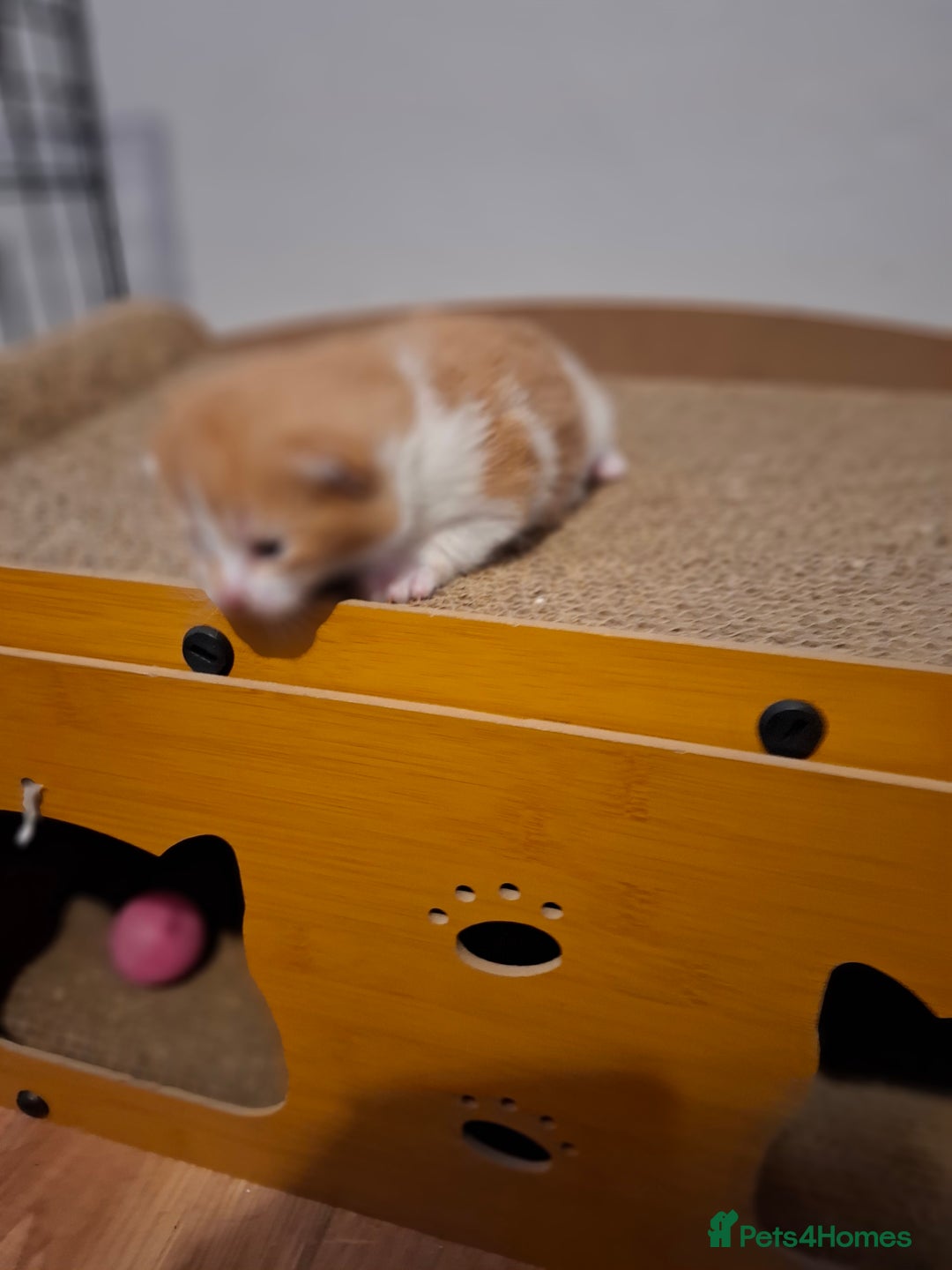 Mixed Breed cats for sale: Beautiful kittens - Advert 8