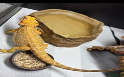 Bearded Dragon reptiles for sale: PAYDAY SPECIAL 🦎❤️🔥 BABY DRAGON 🦎❤️🔥 £150 - Image 1
