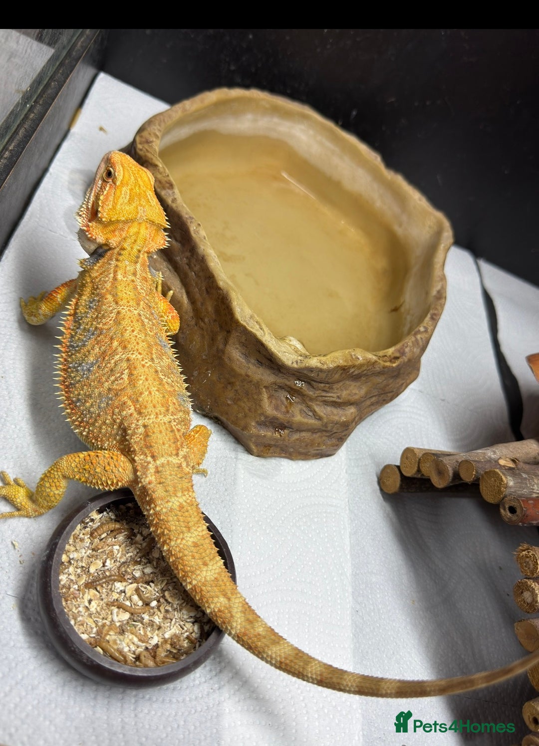 Bearded Dragon reptiles for sale: PAYDAY SPECIAL 🦎❤️🔥 BABY DRAGON 🦎❤️🔥 £150 - Image 1