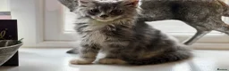 Maine Coon cats for sale: Stunning Gccf reg maine coon kittens  - Advert 21