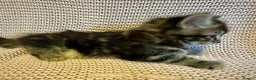 Maine Coon cats for sale: Maine Coon Bengal Cross - Advert 14