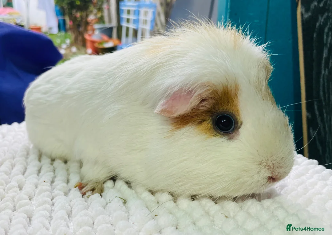 Guinea Pig rodents for sale: Pair of gorgeous male guinea pigs  - Advert 9