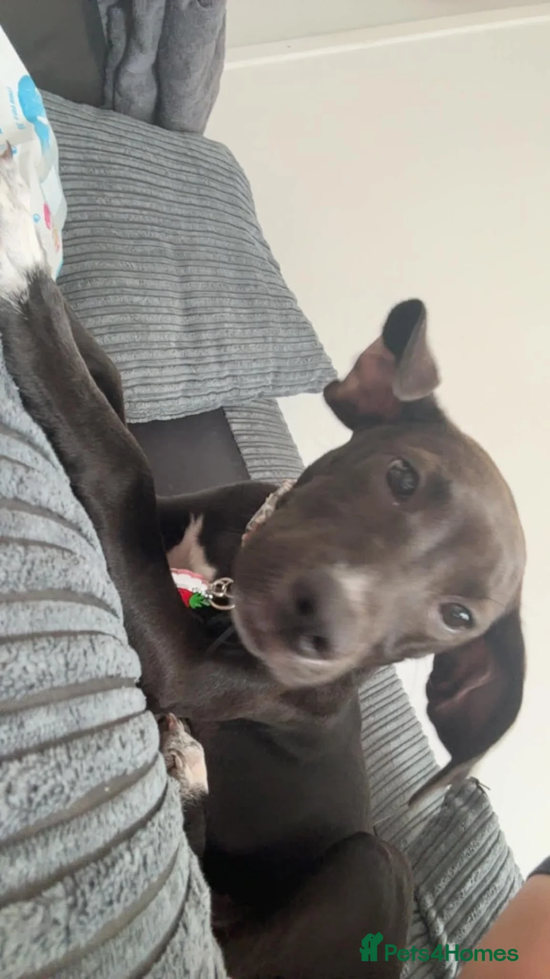 Mixed Breed dogs for sale: Staffordshire bull terrier mix in Stirling - Advert 5