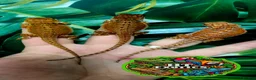 Bearded Dragon reptiles for sale: Holdback Release at HT exotics!!  in Scunthorpe - Advert 2
