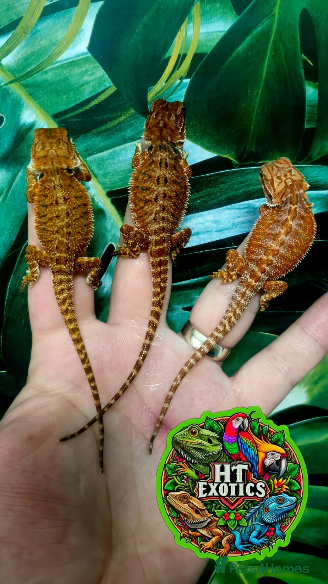 Bearded Dragon reptiles for sale: Holdback Release at HT exotics!!  in Scunthorpe - Advert 2