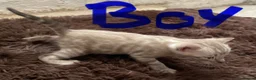 Bengal cats for sale: Tica registered bengals  in Chatham - Advert 13