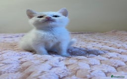 Ragdoll cats for sale: Beautiful White Kitten  - Image 5