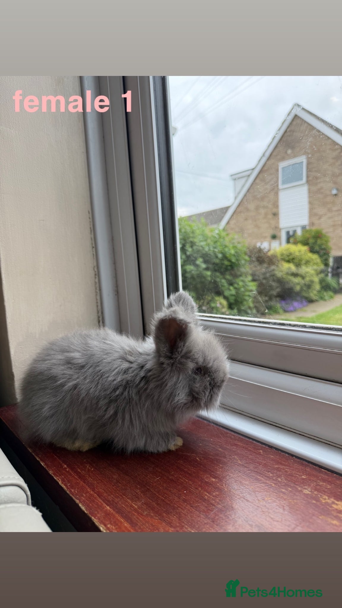 Angora rabbits for sale: pedigree english angora  - Advert 5