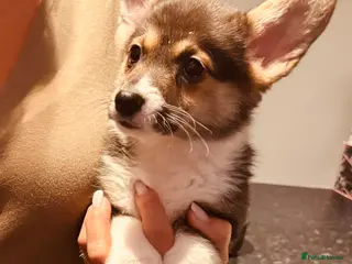 Welsh Corgi Pembroke dogs KC litter, health tested parents, licensed breeder - Advert 3