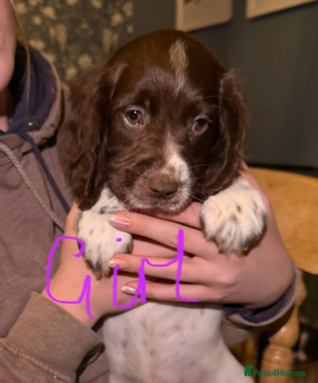 Sprocker dogs for sale: F1 Sprocker spaniels - Advert 5