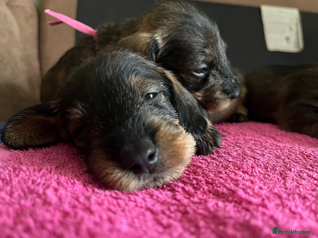 Dachshund dogs for sale: Standard Wire Haired Dachshund Puppies - Advert 3