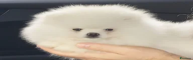 Pom Girl