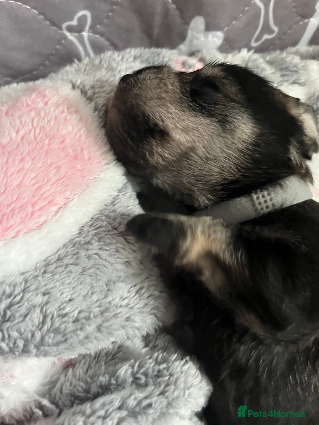 Miniature Schnauzer dogs for sale: Beautiful KC miniature Schnauzers  - Advert 18