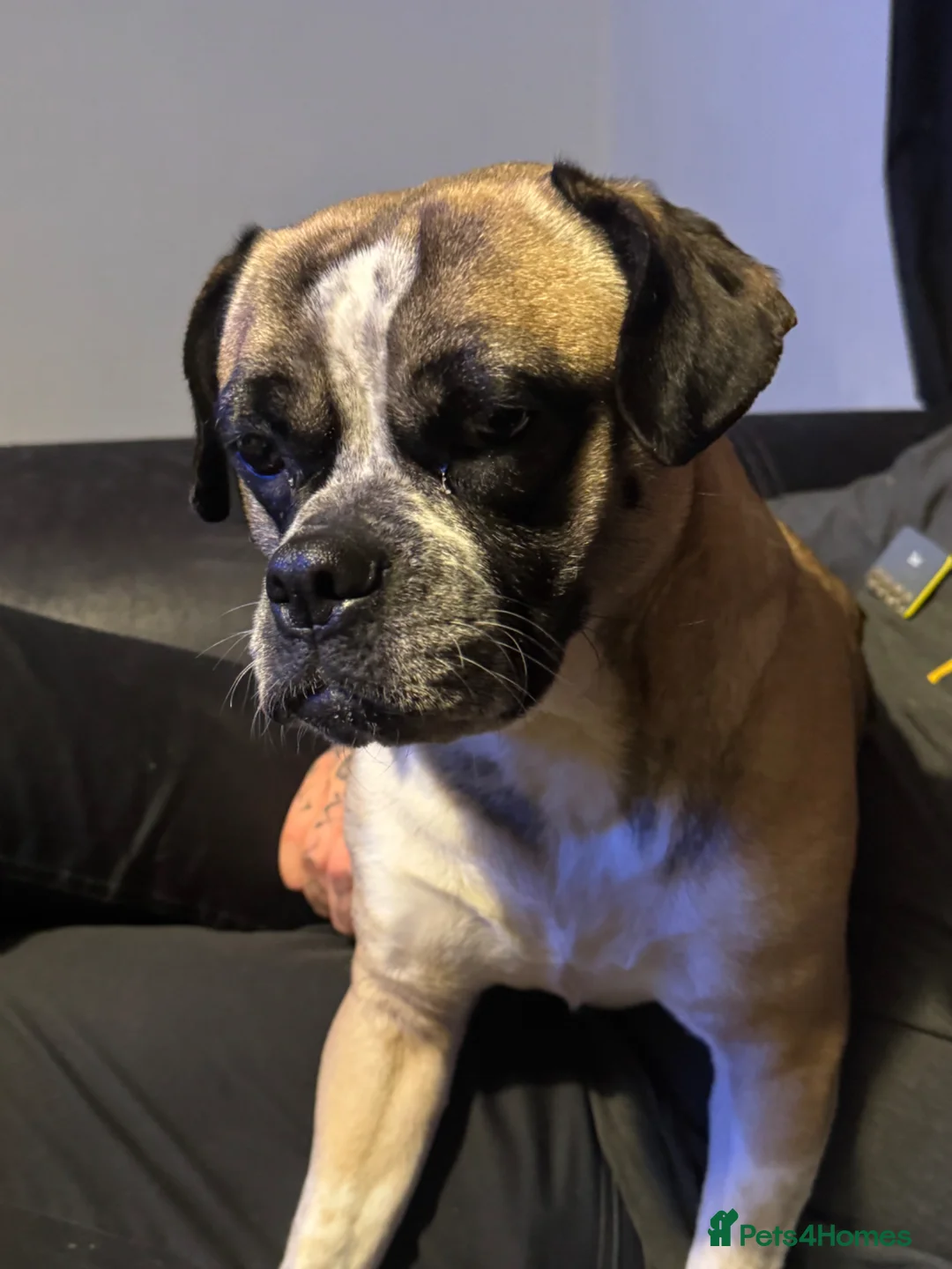 Mixed Breed dogs for sale: Gorgeous girl looking for 5* star home  - Advert 2