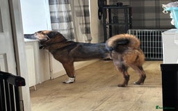 Akita dogs for stud: Tibetan Mastiff X American Akita for Stud - Image 4